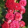 Ruby Star
